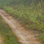 2024-10 - Népal - J11 - Parc National de Chitwan - 011